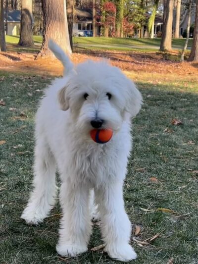 Happy Homes Dog Training - Severna Park, MD