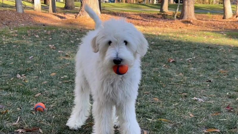 Happy Homes Dog Training - Severna Park, MD