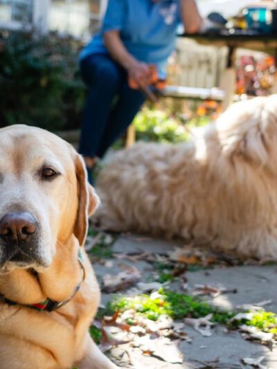 Happy Homes Dog Training - Severna Park, MD