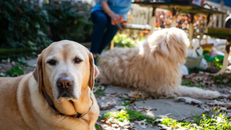 Happy Homes Dog Training - Severna Park, MD