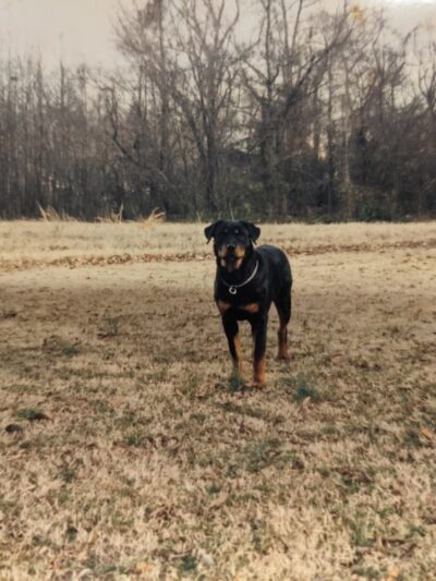 Kinder-Pup, Inc. - Severna Park, MD