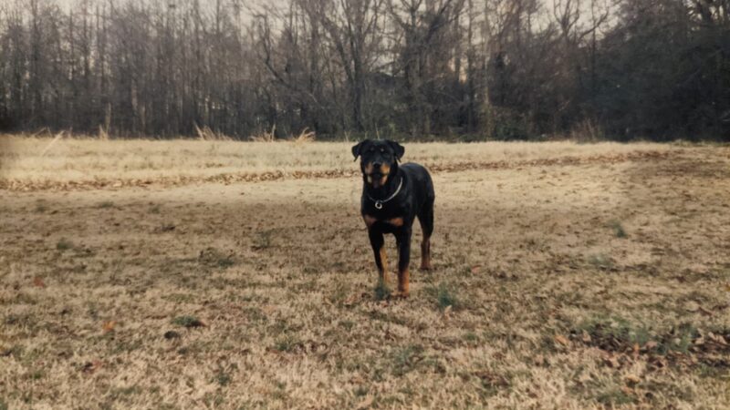 Kinder-Pup, Inc. - Severna Park, MD