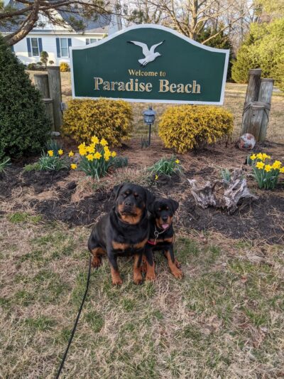 Kinder-Pup, Inc. - Severna Park, MD