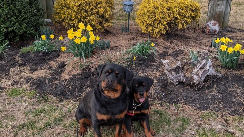 Kinder-Pup, Inc. - Severna Park, MD