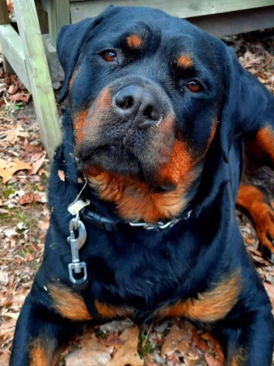 Kinder-Pup, Inc. - Severna Park, MD