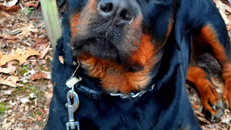 Kinder-Pup, Inc. - Severna Park, MD