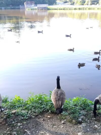 Lake Waterford Park - Severna Park, MD