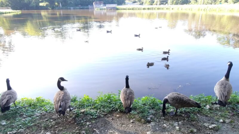 Lake Waterford Park - Severna Park, MD