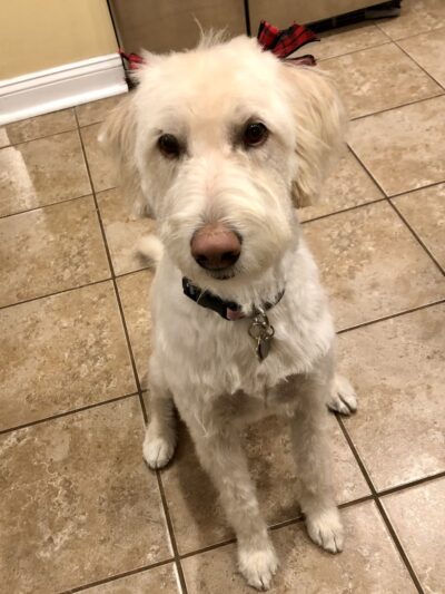 Lisa's Pet Grooming - Severna Park, MD