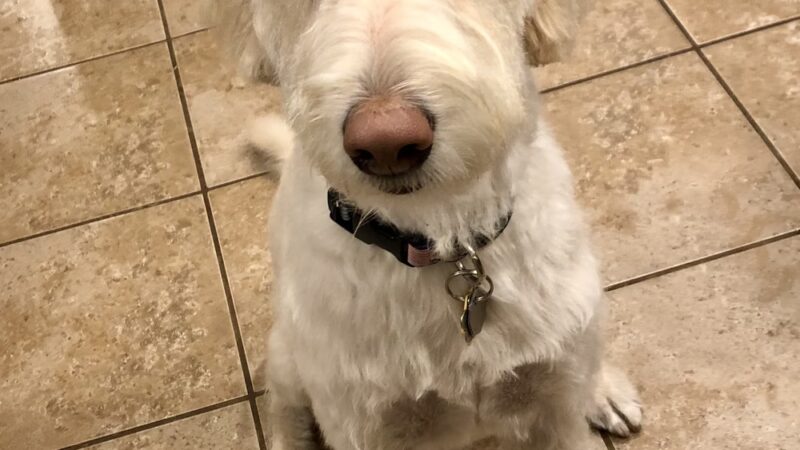 Lisa's Pet Grooming - Severna Park, MD