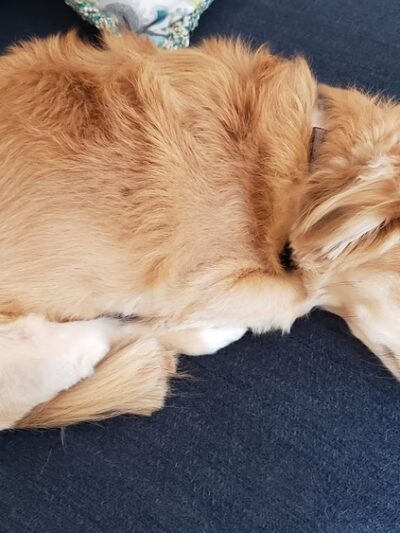 Lisa's Pet Grooming - Severna Park, MD