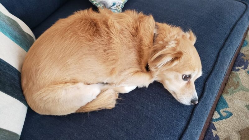 Lisa's Pet Grooming - Severna Park, MD