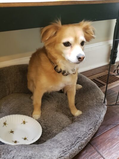 Lisa's Pet Grooming - Severna Park, MD