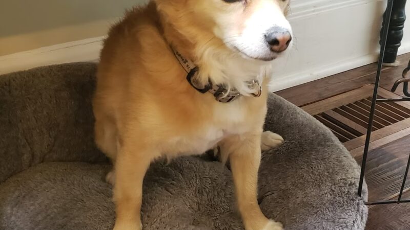 Lisa's Pet Grooming - Severna Park, MD