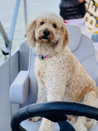 Lisa's Pet Grooming - Severna Park, MD