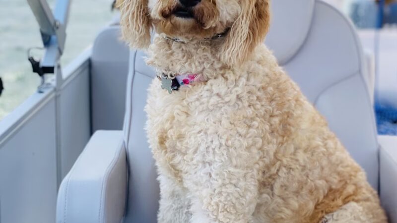 Lisa's Pet Grooming - Severna Park, MD