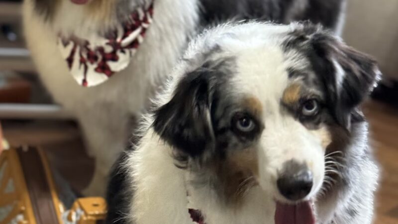 Mutt & Joe - Severna Park, MD