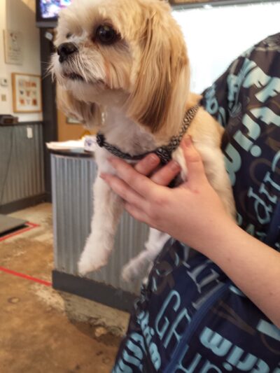 Mutt & Joe - Severna Park, MD