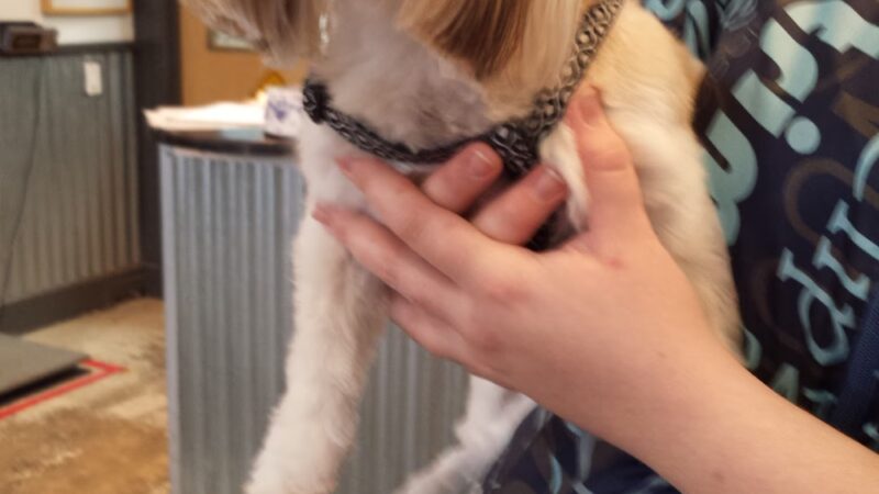 Mutt & Joe - Severna Park, MD