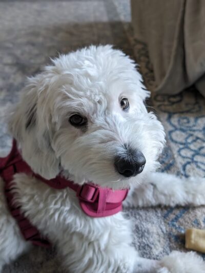 Mutt & Joe - Severna Park, MD