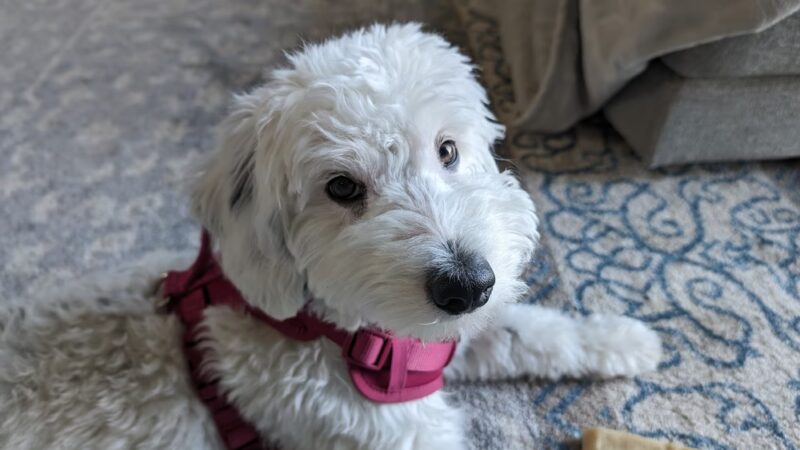 Mutt & Joe - Severna Park, MD