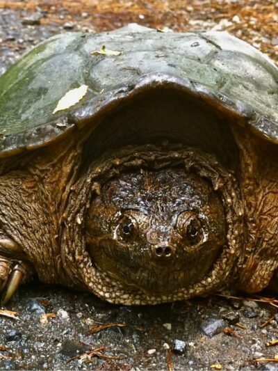 Olde Severna Park Community Beach - Severna Park, MD