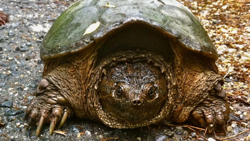 Olde Severna Park Community Beach - Severna Park, MD
