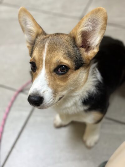 Severn River Animal Hospital - Severna Park, MD