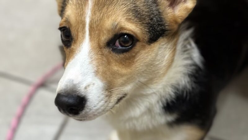 Severn River Animal Hospital - Severna Park, MD
