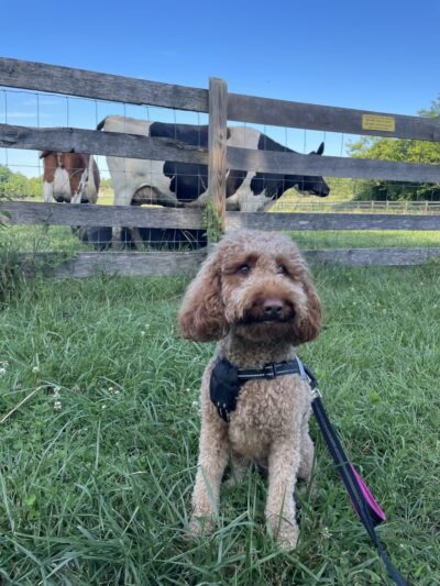 Severn River Animal Hospital - Severna Park, MD