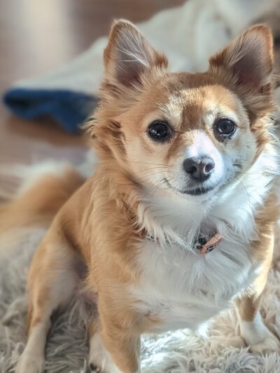 Severn River Animal Hospital - Severna Park, MD