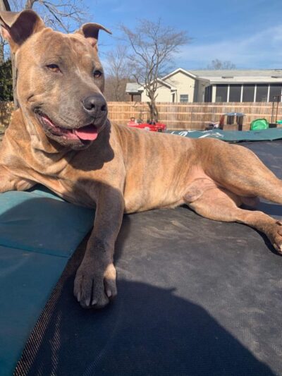 Severn River Animal Hospital - Severna Park, MD