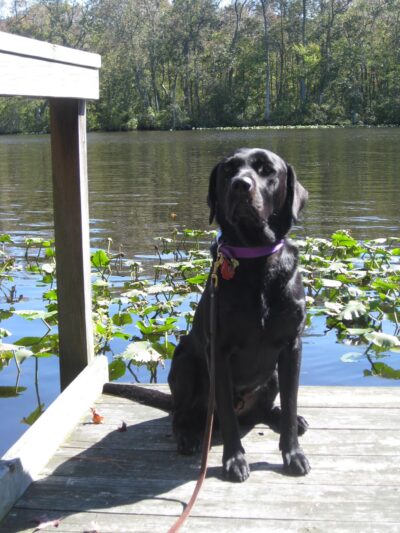 Severn River Animal Hospital - Severna Park, MD