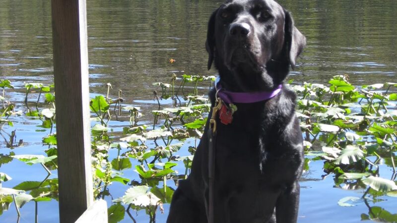 Severn River Animal Hospital - Severna Park, MD