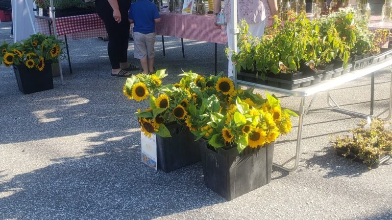 Severna Park Farmers Market - Severna Park, MD