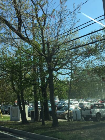 Severna Park Farmers Market - Severna Park, MD