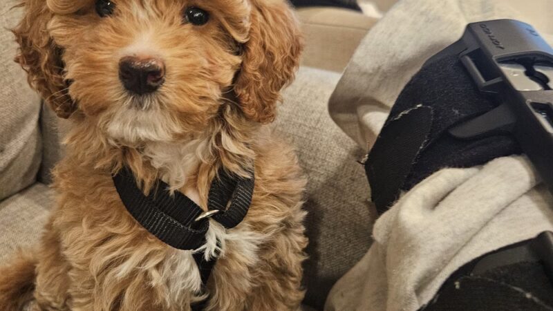 Severna Park Veterinary Hospital - Severna Park, MD