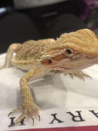 Severna Park Veterinary Hospital - Severna Park, MD