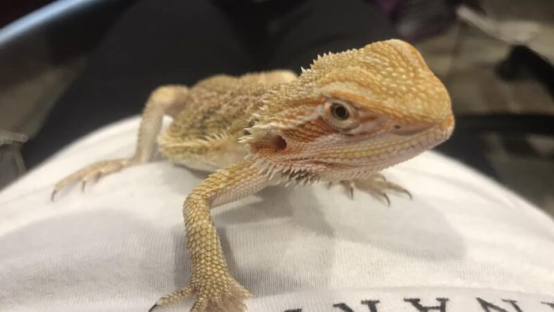 Severna Park Veterinary Hospital - Severna Park, MD