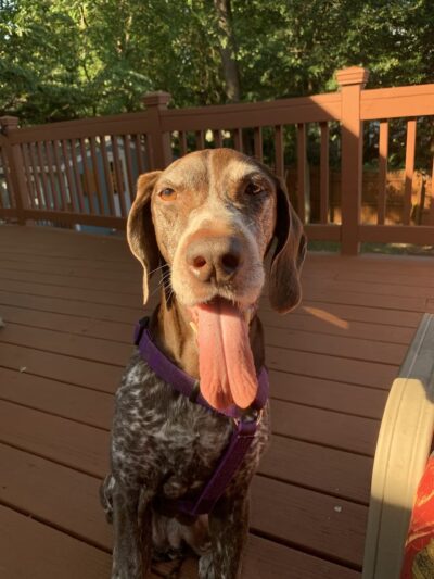 Severna Park Veterinary Hospital - Severna Park, MD