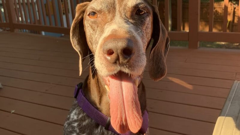 Severna Park Veterinary Hospital - Severna Park, MD