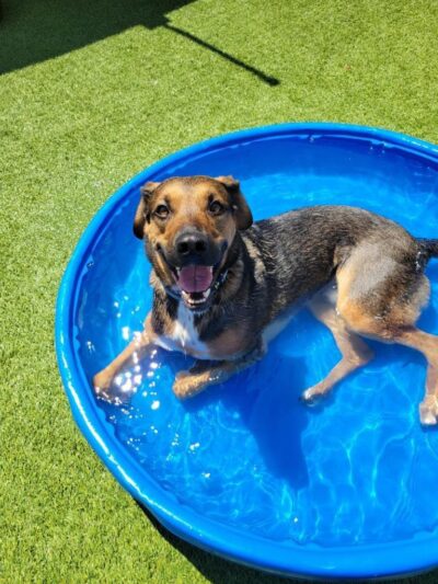 The Pup Camp - Severna Park, MD