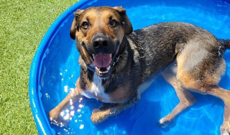 The Pup Camp - Severna Park, MD