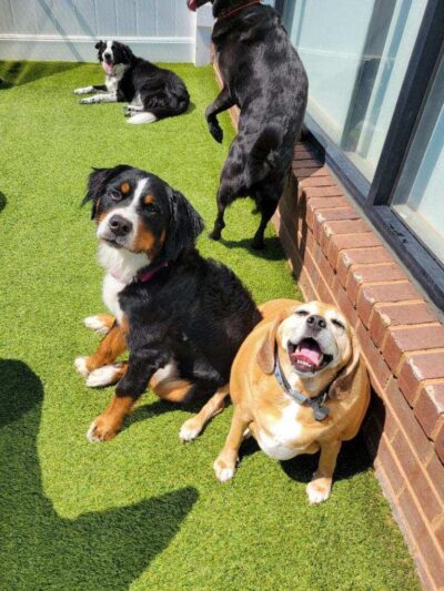 The Pup Camp - Severna Park, MD