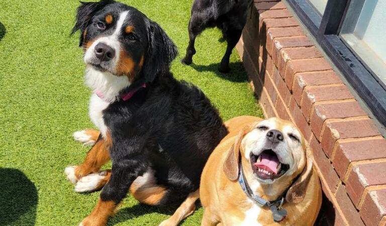 The Pup Camp - Severna Park, MD