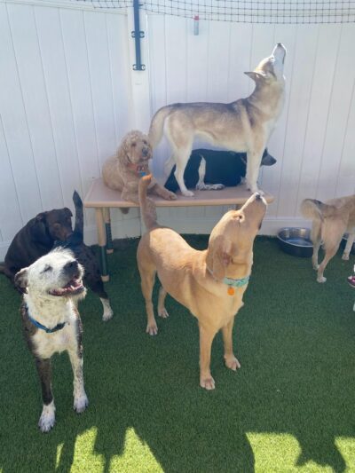 The Pup Camp - Severna Park, MD