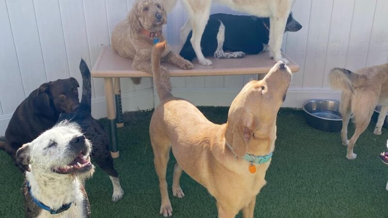 The Pup Camp - Severna Park, MD