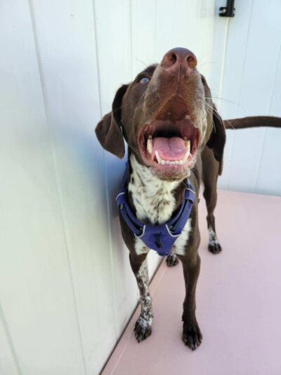 The Pup Camp - Severna Park, MD