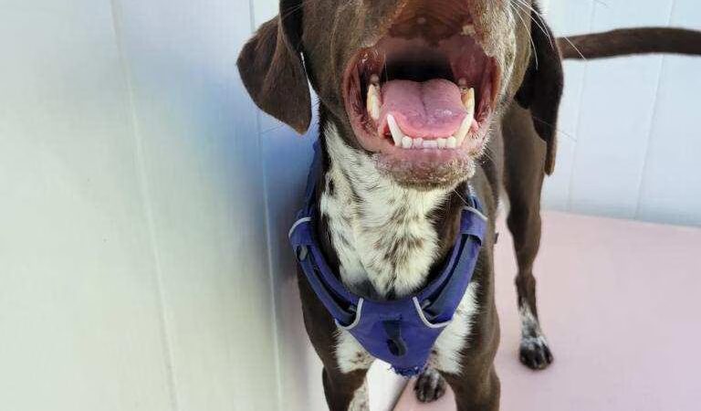 The Pup Camp - Severna Park, MD