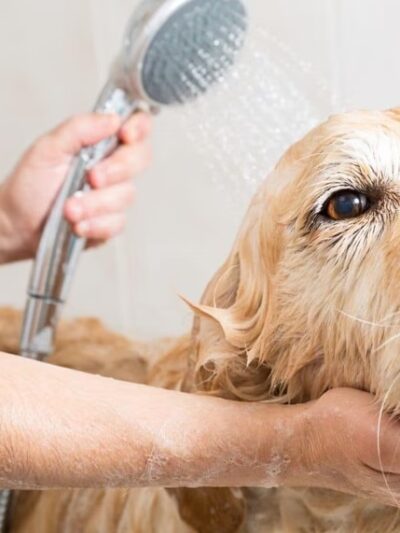 The Sudsy Puppy - Severna Park, MD